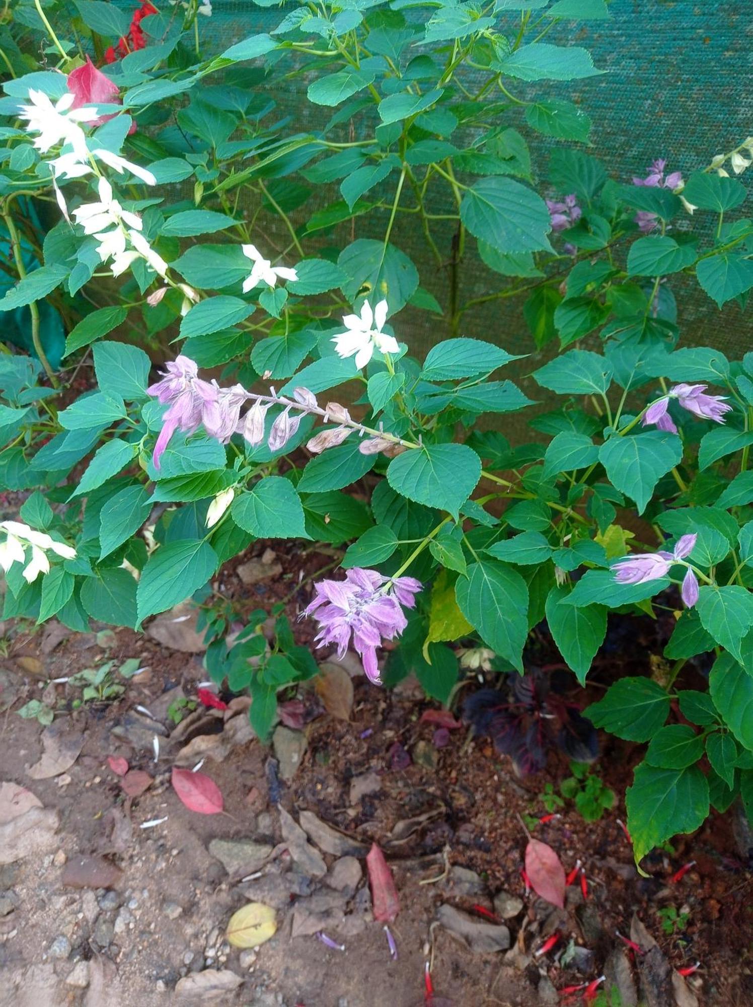 Munnar Home Stay Teadrops Plantation Villa 외부 사진