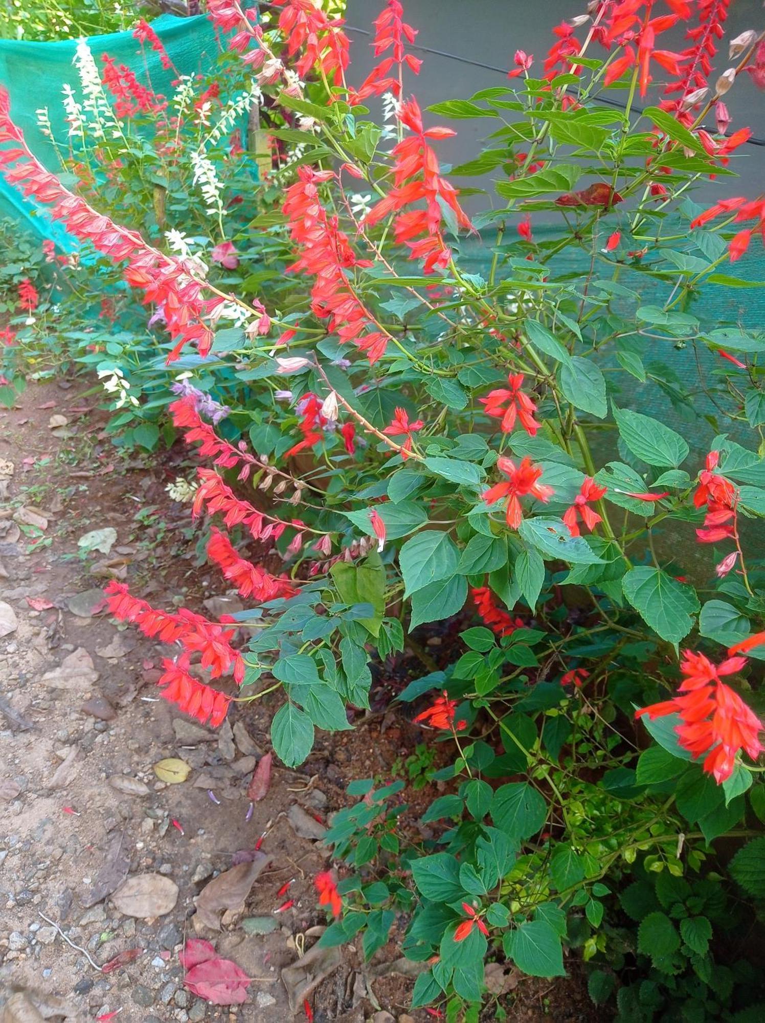 Munnar Home Stay Teadrops Plantation Villa 외부 사진