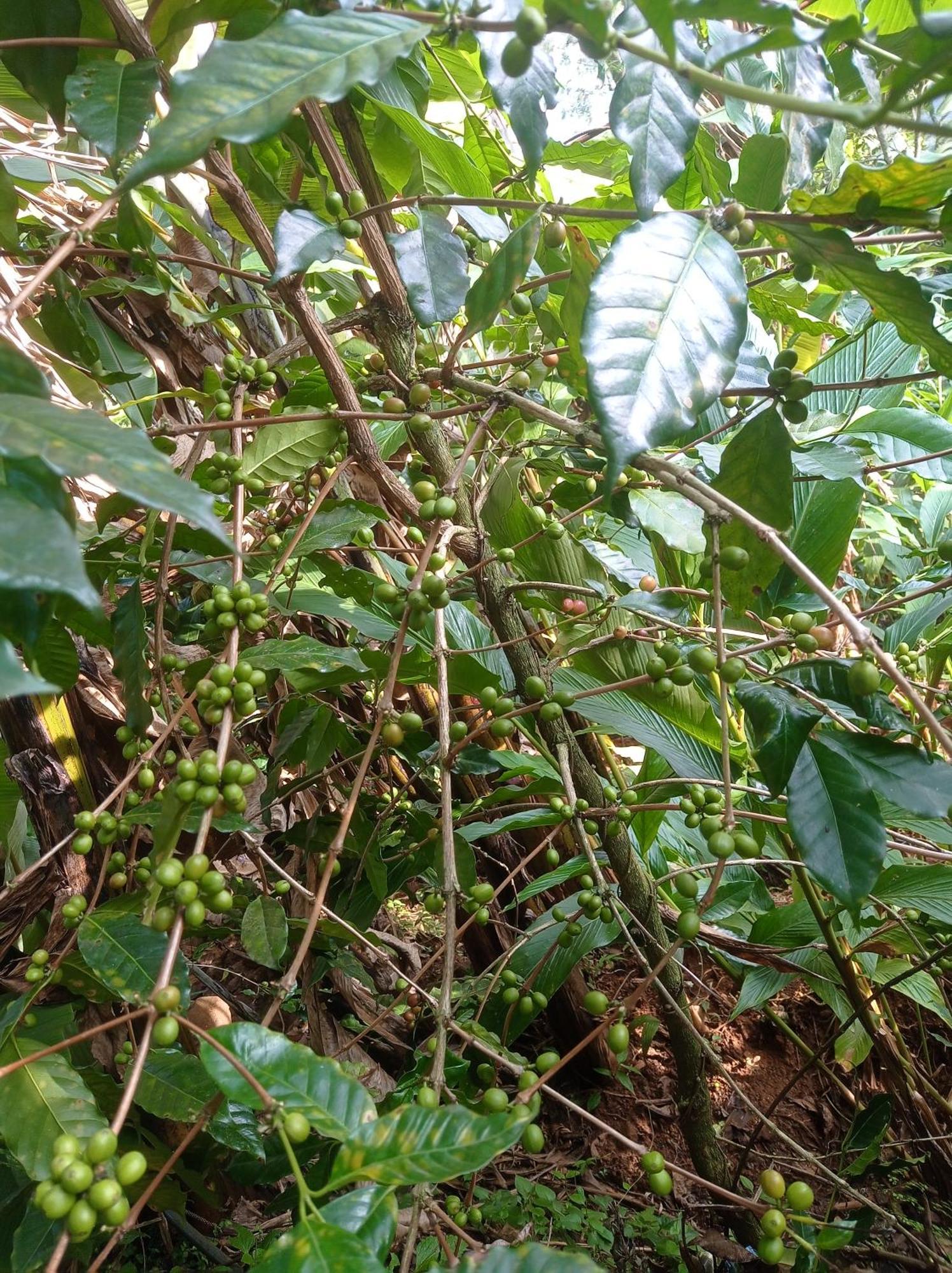 Munnar Home Stay Teadrops Plantation Villa 외부 사진