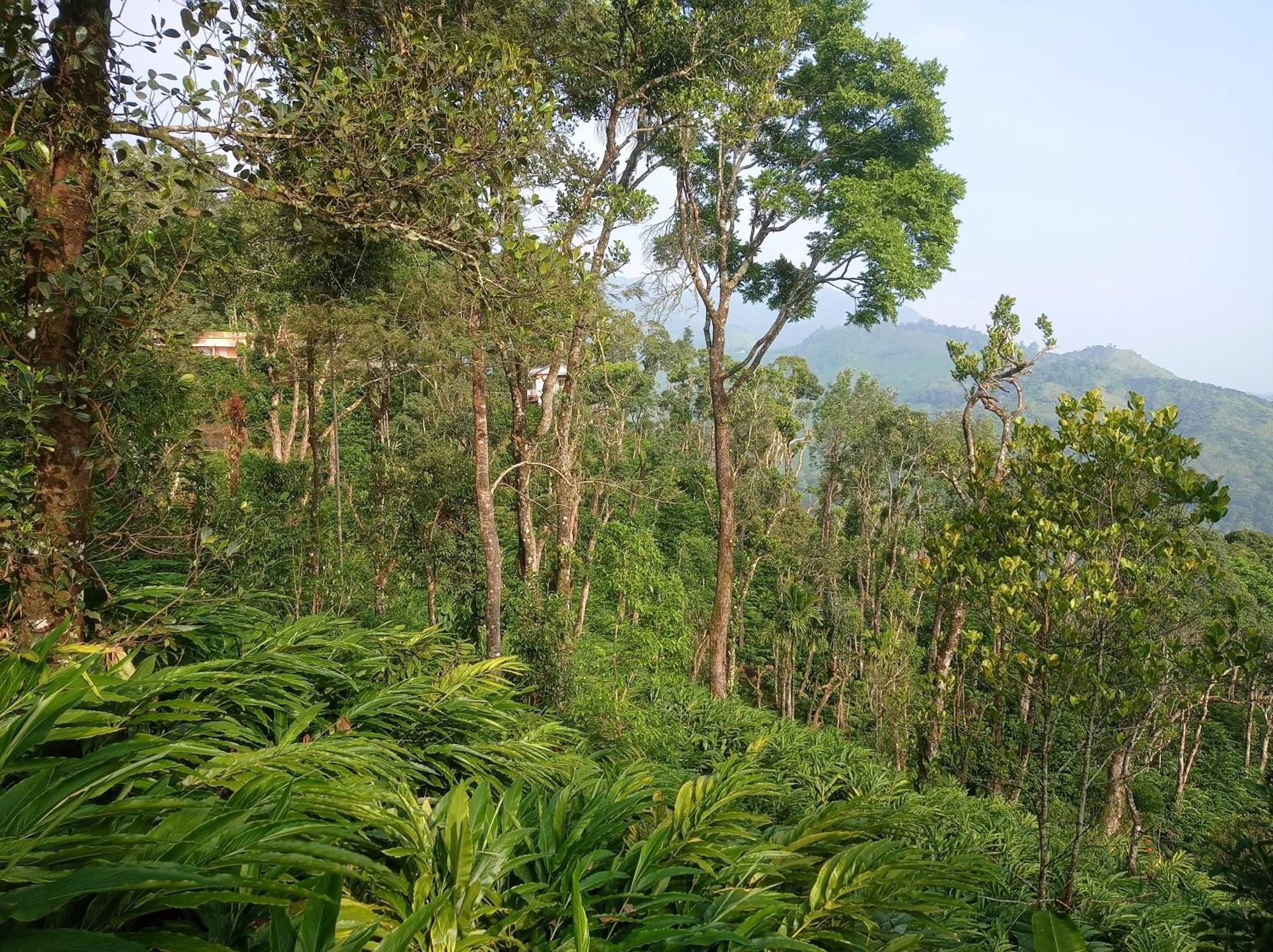 Munnar Home Stay Teadrops Plantation Villa 외부 사진