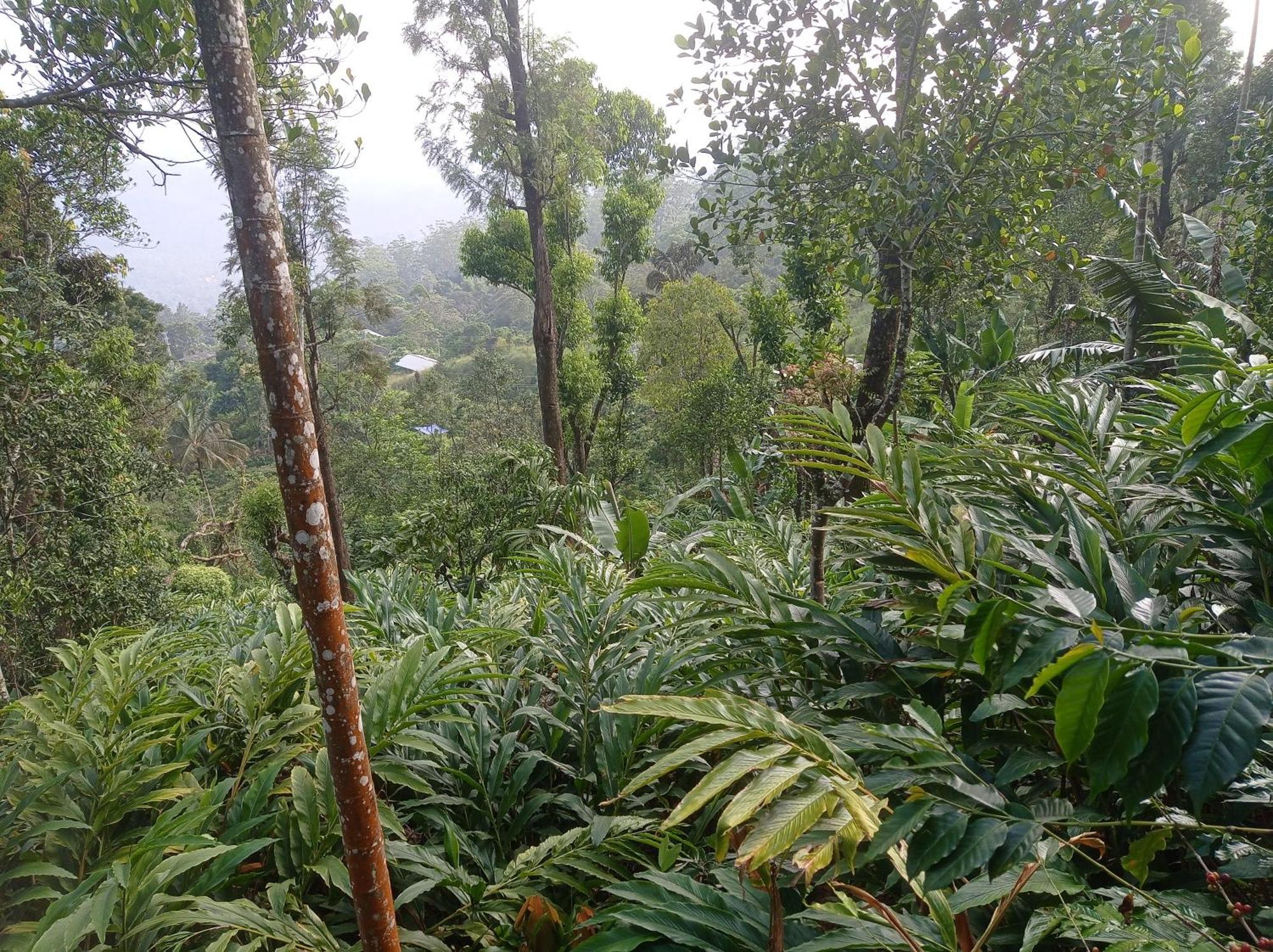 Munnar Home Stay Teadrops Plantation Villa 외부 사진