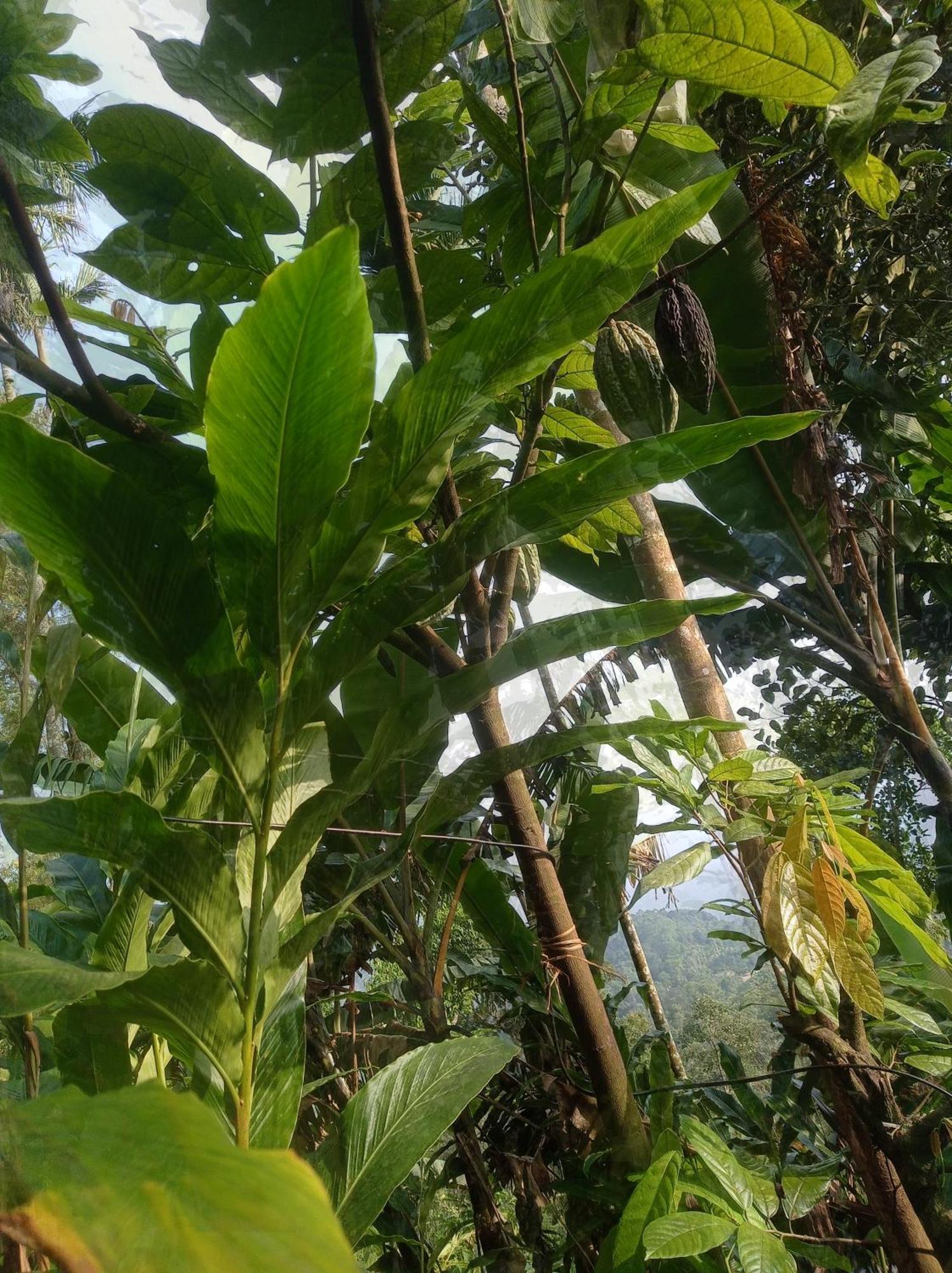 Munnar Home Stay Teadrops Plantation Villa 외부 사진