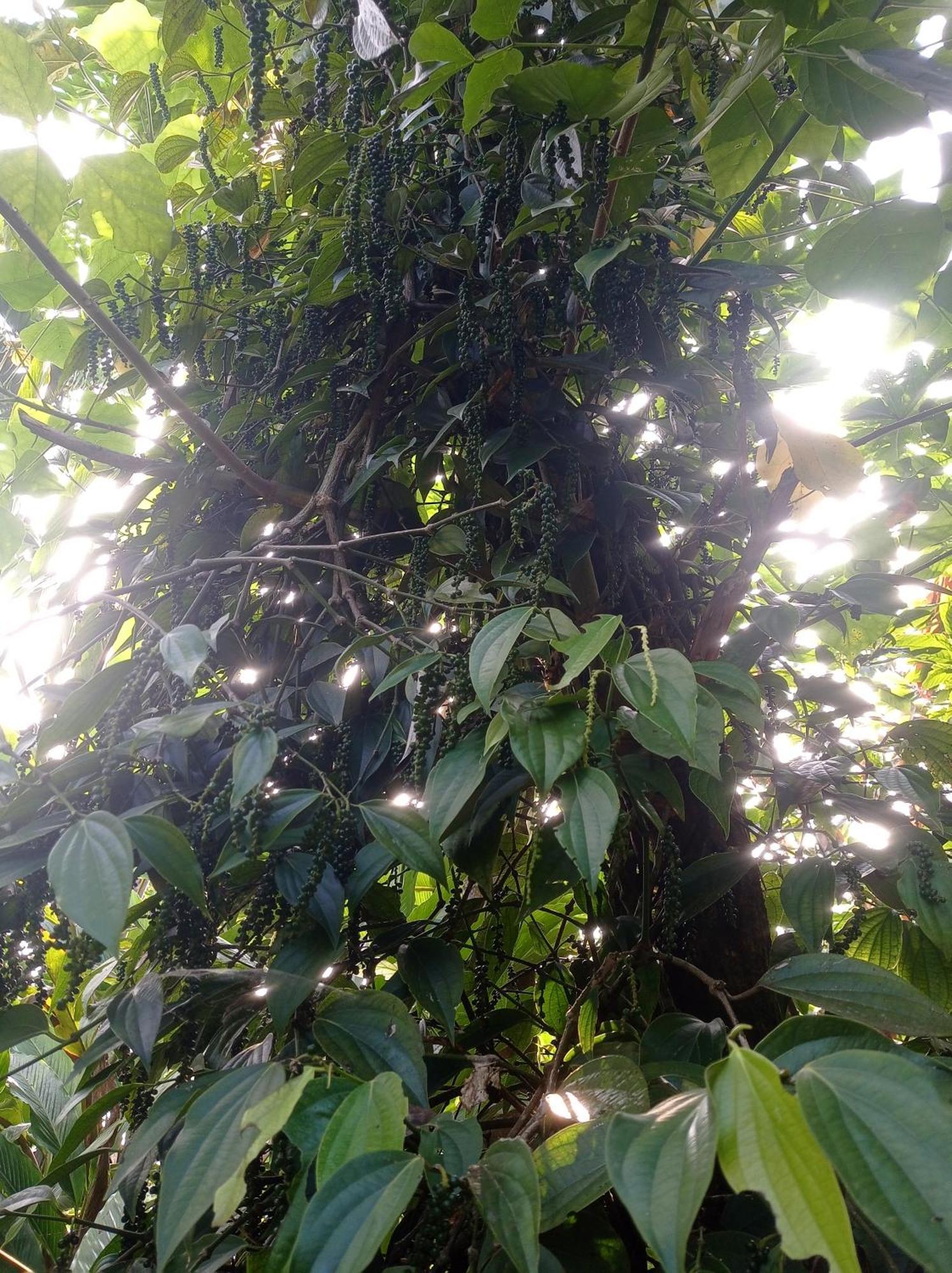 Munnar Home Stay Teadrops Plantation Villa 외부 사진