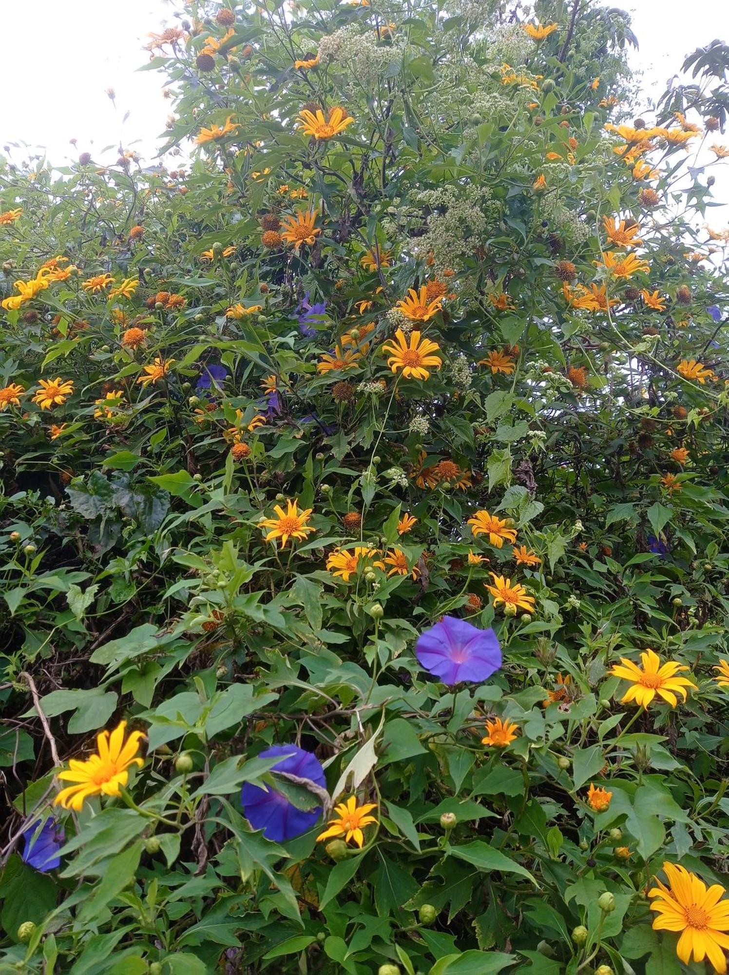 Munnar Home Stay Teadrops Plantation Villa 외부 사진